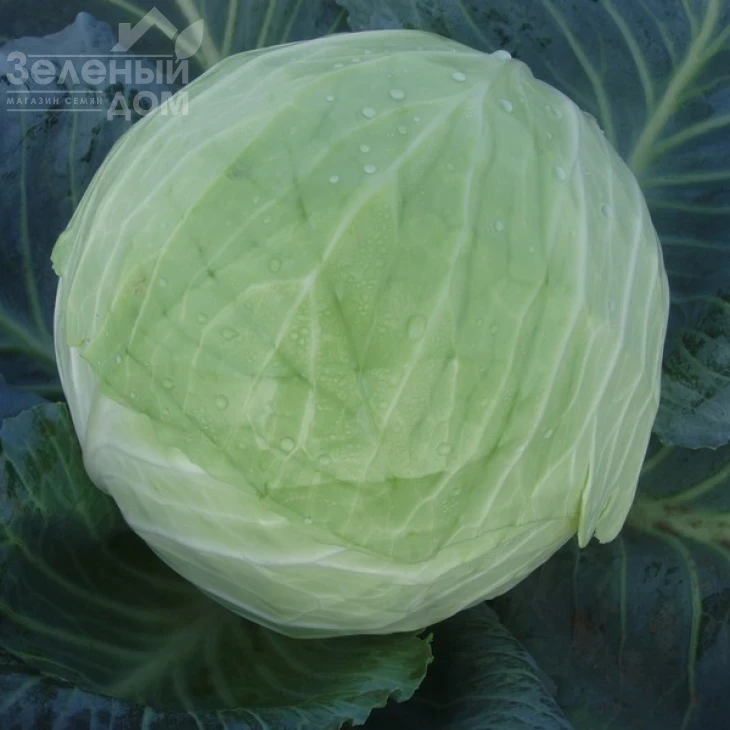 Кубок F1 / Kubok F1,85-90 дней фото 5