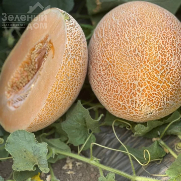 Карьера F1 / Career F1 фото 12