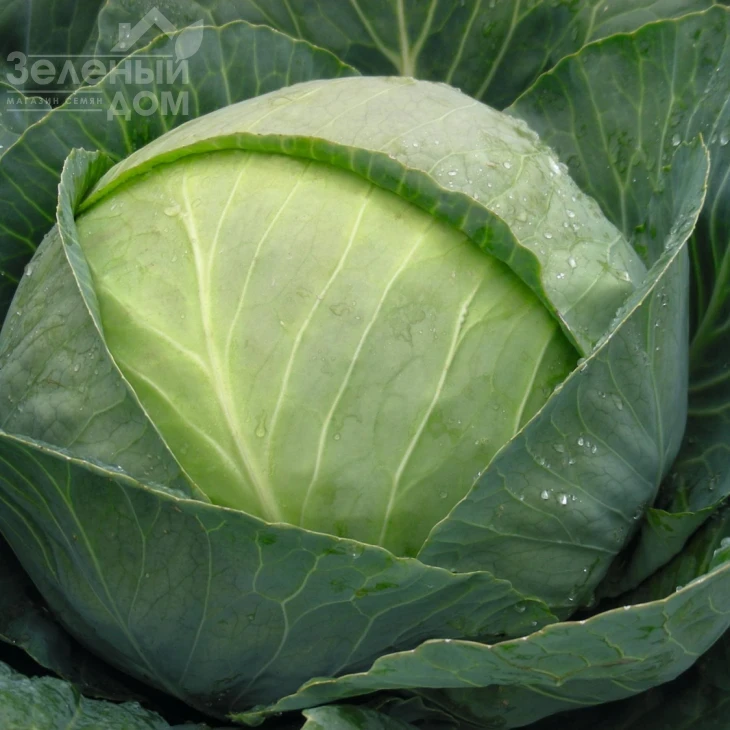 Томас F1 / Tomas F1,83 дня фото 2