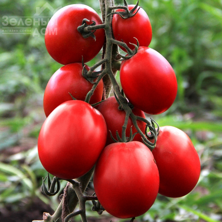 Техас F1 / Tehas F1,95-100 днів фото 2