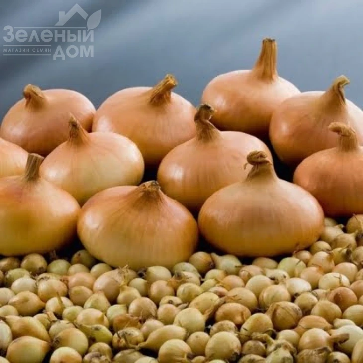 Штутгартер / Shtutharter, 110–120 дней фото 1