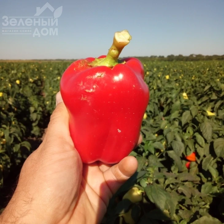 Фиджи F1 / Fidzhi F1,62-65 дней фото 2