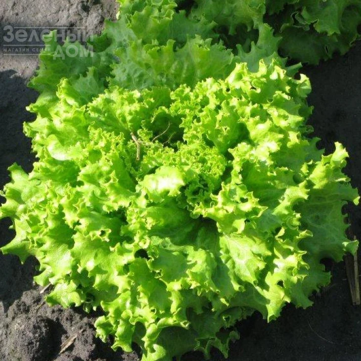 Фанли F1 / Funly F1 фото 1