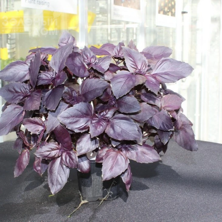 Рози / Rozi фото 1