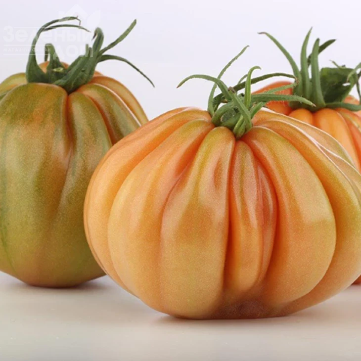 Таркюто F1 / Tarquito F1 фото 1