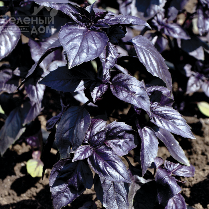 Гранд Перпл Верт / Grand Purple Vert фото 1