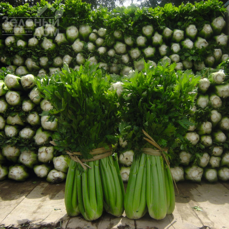 Танго / Tango,80 днів фото 1