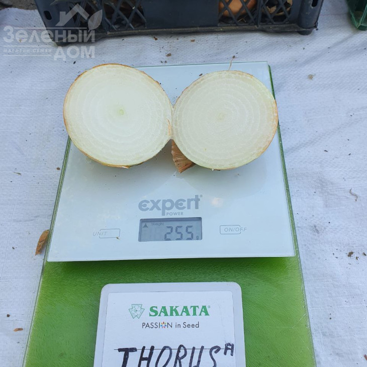 Торус F1 / Torus F1, 90-100 днів фото 5