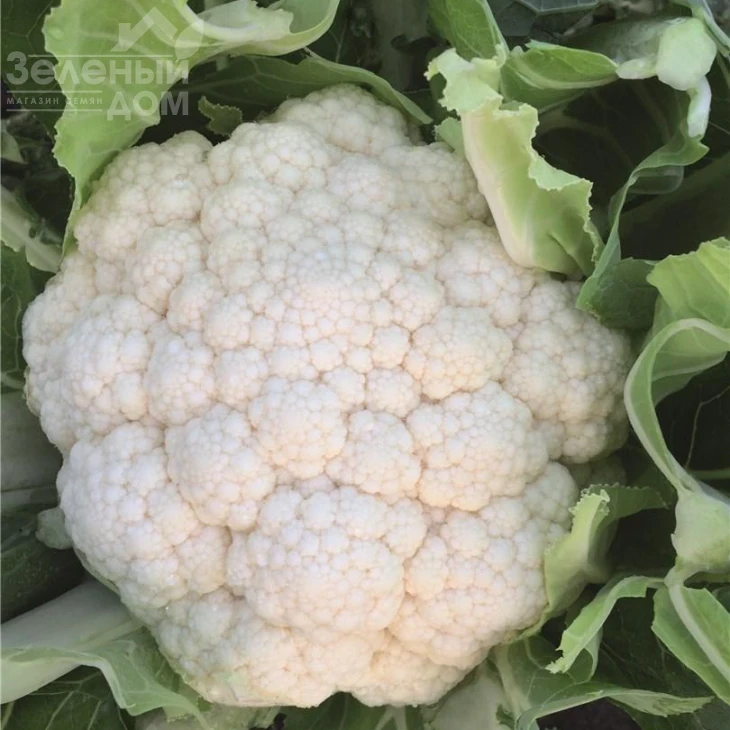 Зарагоза F1 / Zaragoza F1,78 дней фото 2