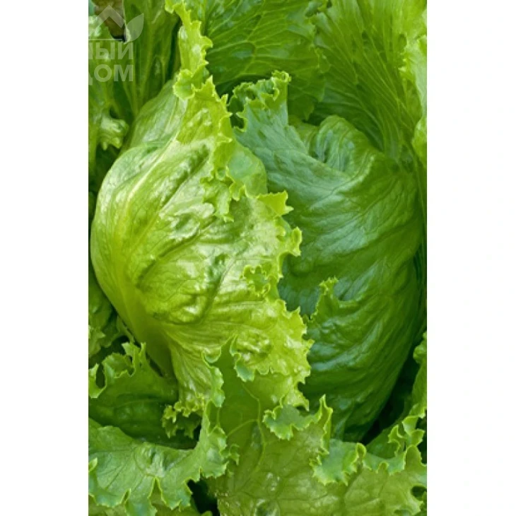 Форестер / Forrester,45-47 дней фото 1