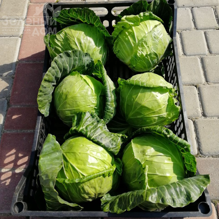 Хом Ран F1 / Home Ran F1 фото 2