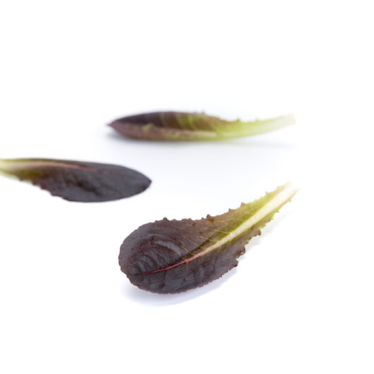 Дзенарді / Zanardi  фото 1