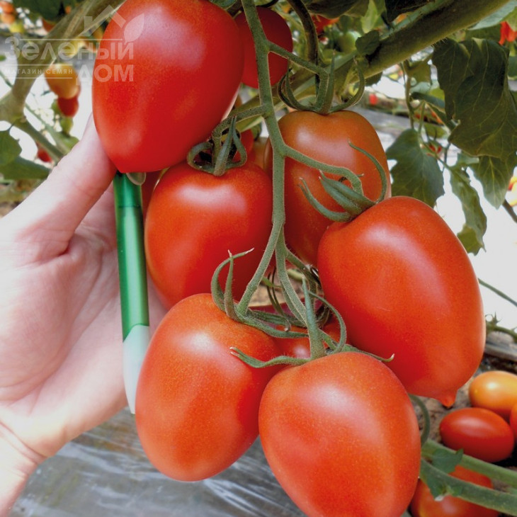 Полікарпо F1 / Polikarpo F1,105-115 днів фото 1