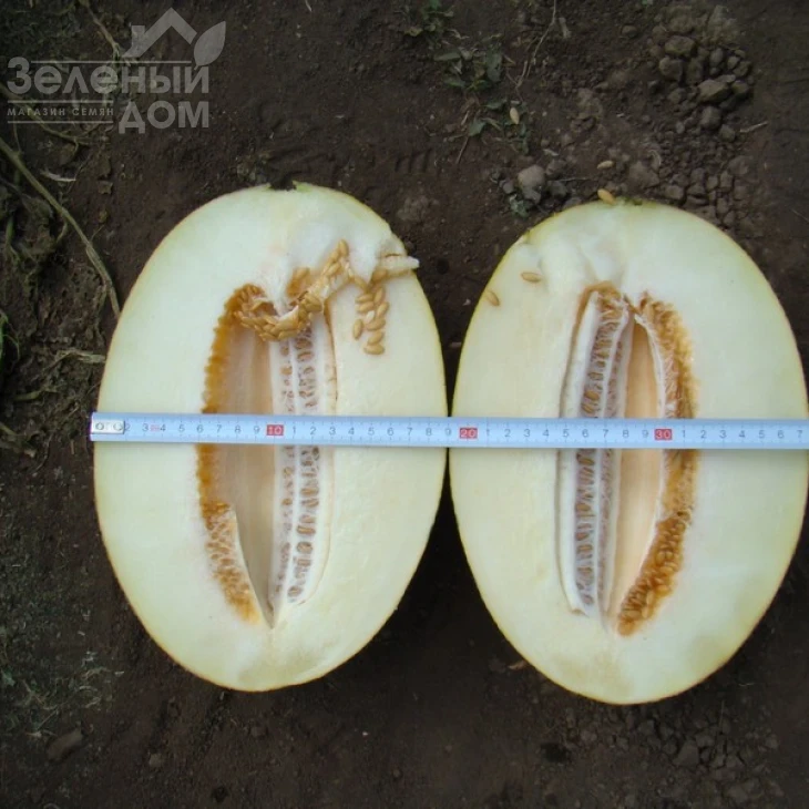 Амал F1 / Amal F1,65-70 дней фото 2