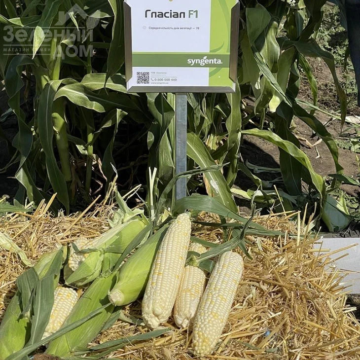 Гласиал F1 / Glasial F1,76-77 дней  фото 1