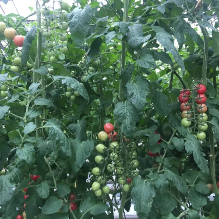 СТ-25 F1 / ST-25 F1,100 дней фото 3