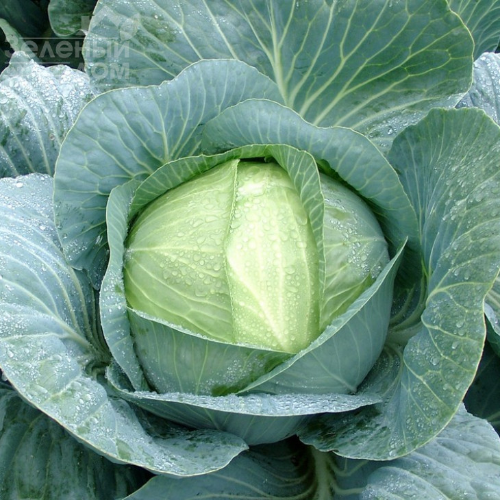 Корсума F1 / Korsuma F1,100-110 днів фото 1