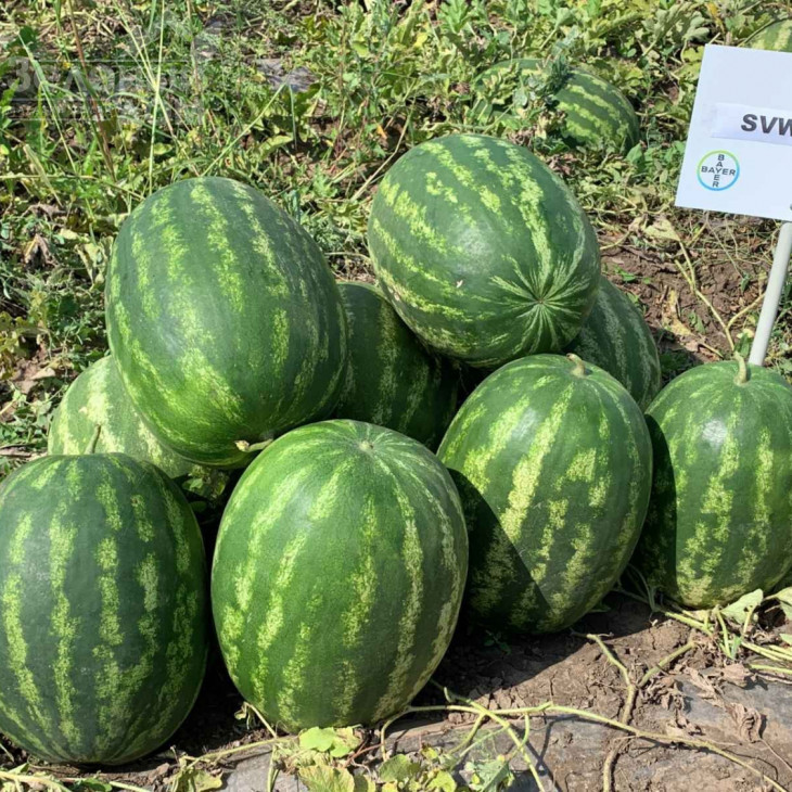 Грін Джар F1 / Green Jar F1, 60-65 днів фото 1