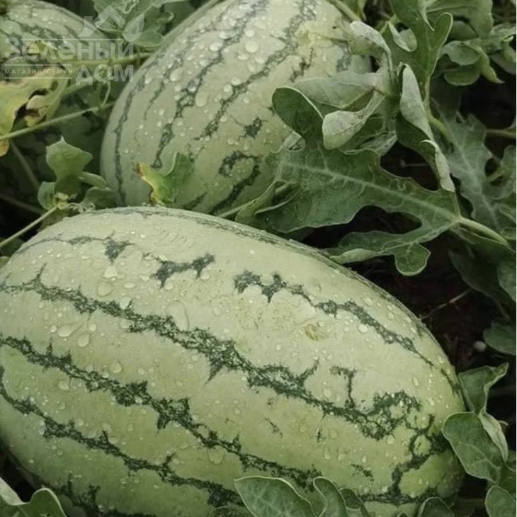 Еллов Лав F1 / Yellow Love F1 фото 2