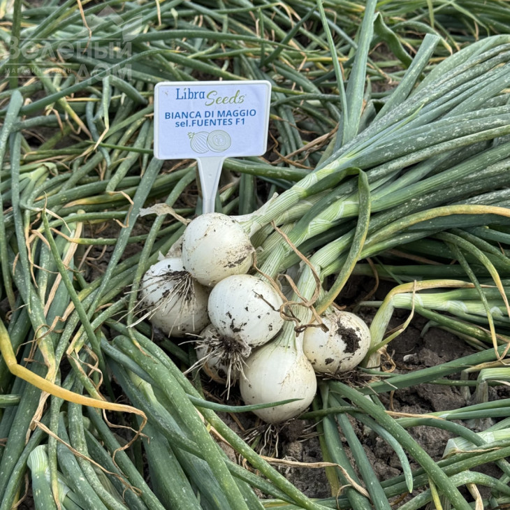 Б'янка F1 / Bianca F1, 275-280 днів фото 3