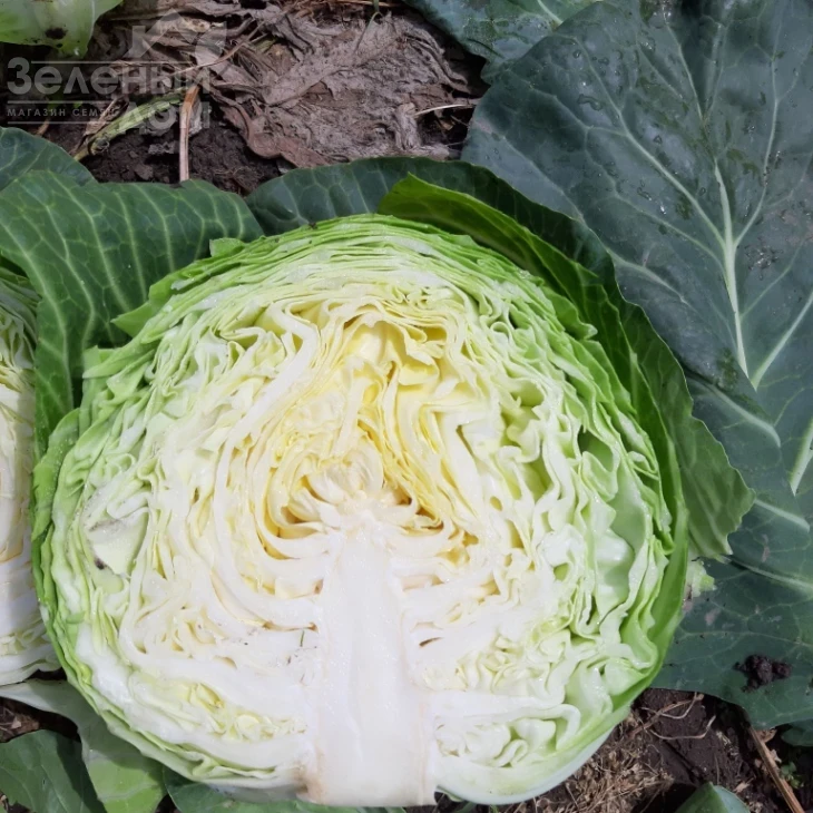 Ксена F1 / Ksena F1, 65-70 дней фото 6