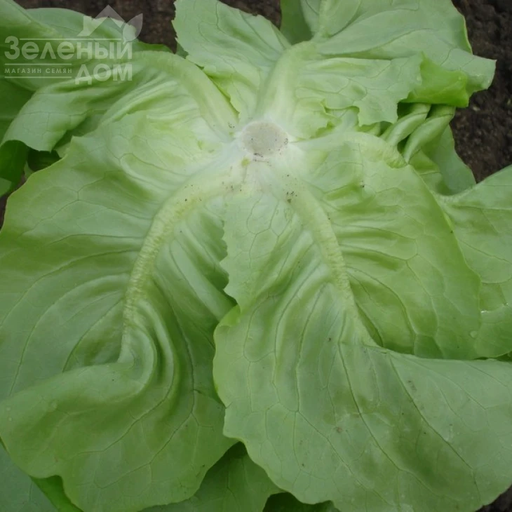 Ферли / Ferly фото 3