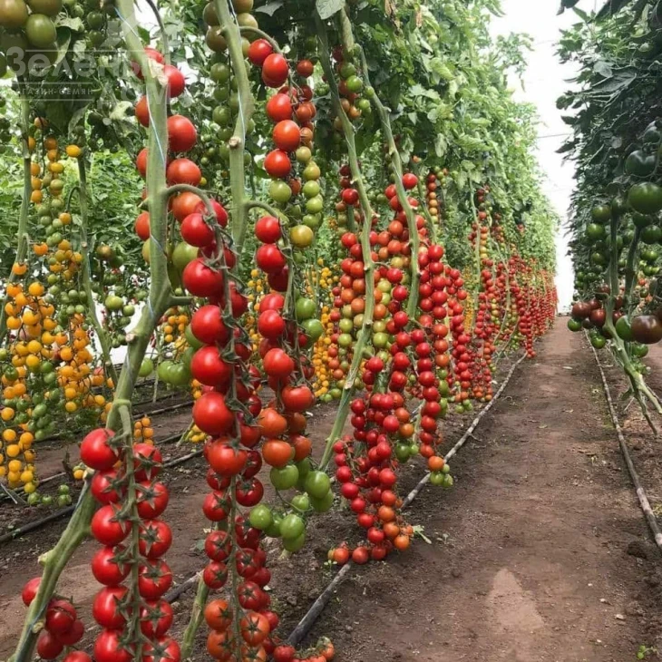 Деличчио F1 / Deliccio F1 фото 6