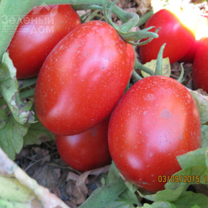 Санні F1 / Sanni F1,110 днів фото 2