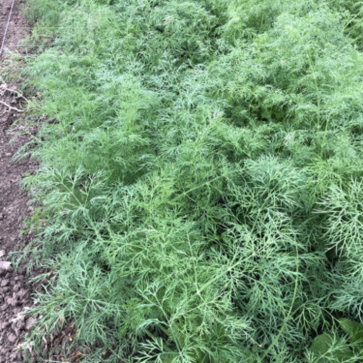 Брум / Brum фото 3