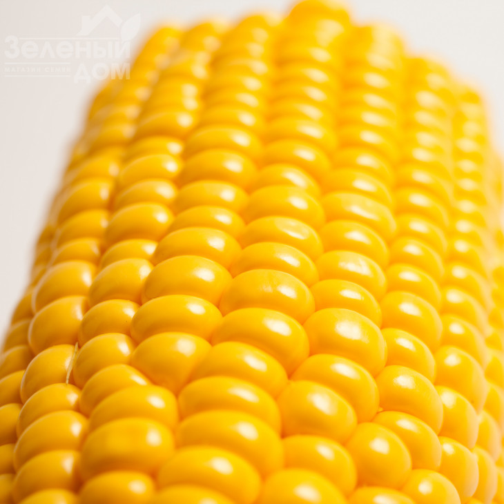 Світстар F1 / Sweetstar F1,73 дні фото 2