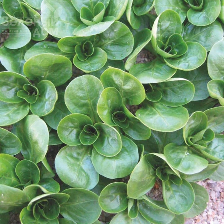 Акцент / Accent фото 4