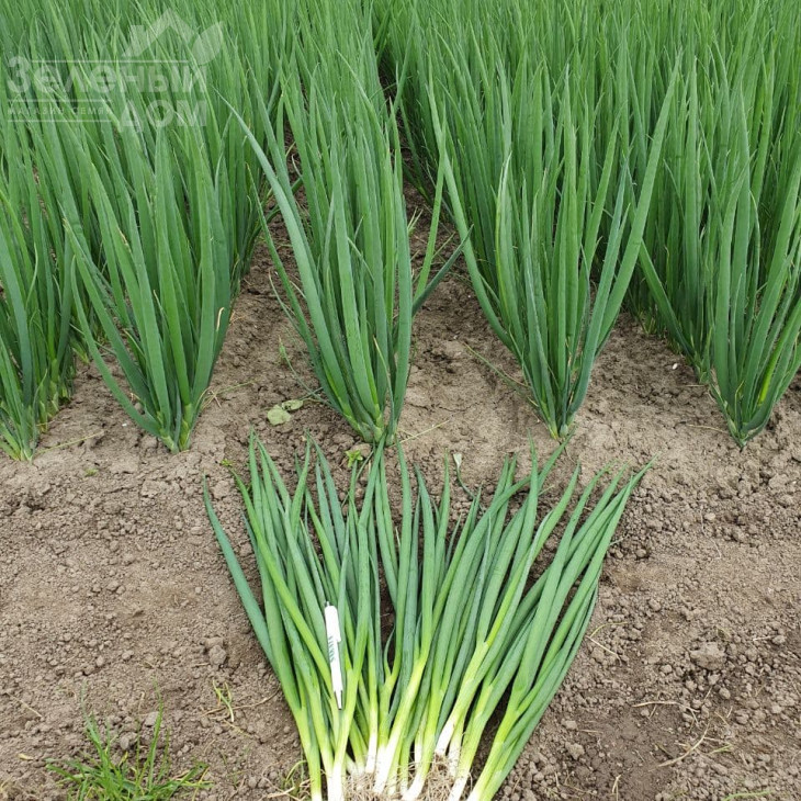 Тотем / Totem фото 1