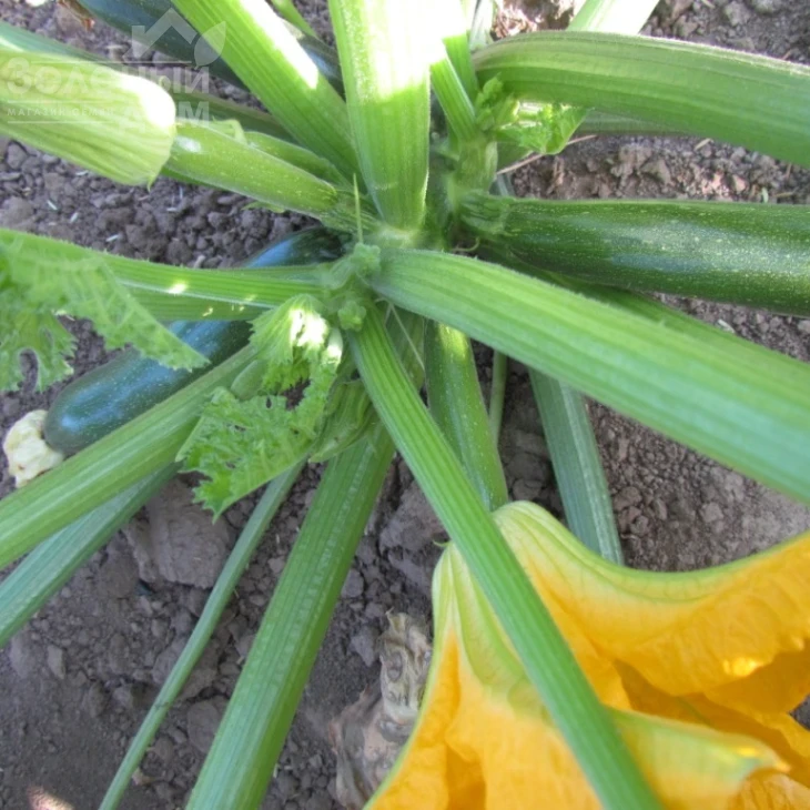 ЛС 1890 F1 / LS 1890 F1 фото 2