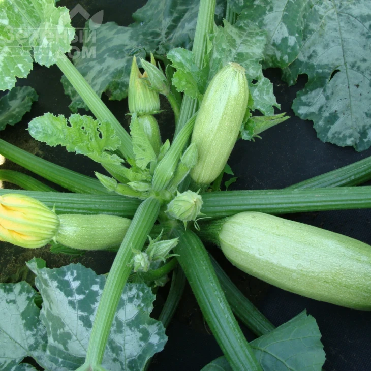 Ванда / Vanda,37-48 дней фото 1