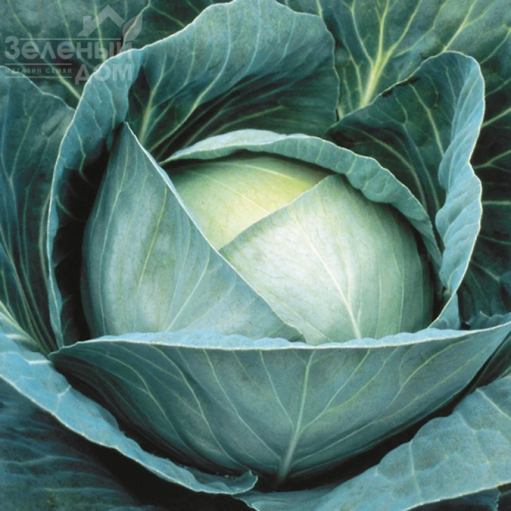 Сармелло F1 / Sarmello F1,90-95 дней фото 2