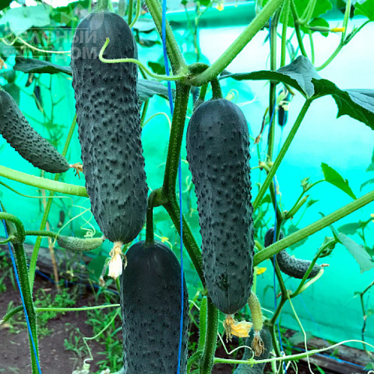 Георг F1 / Georg F1 фото 2