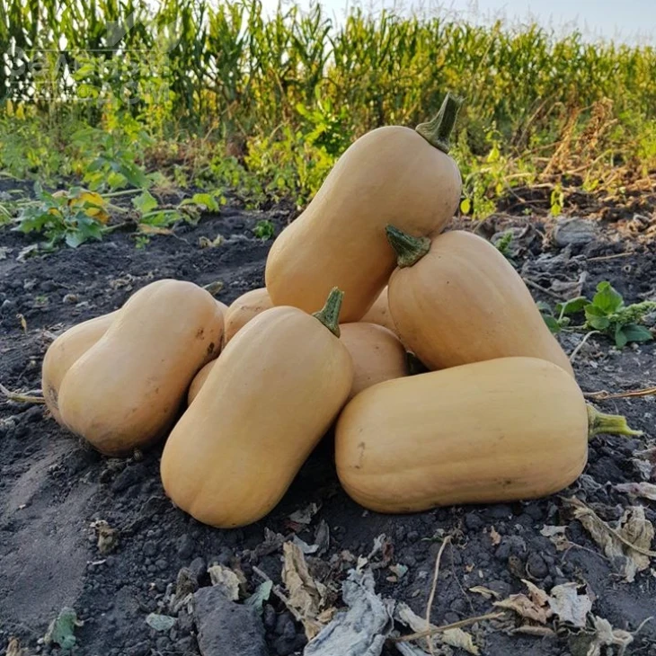 Тиана F1 / Tiana F1,90-95 дней фото 3