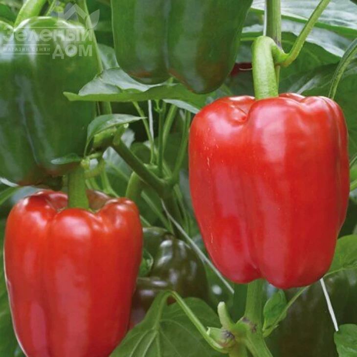 Драгони F1 / Dragoni F1 фото 1