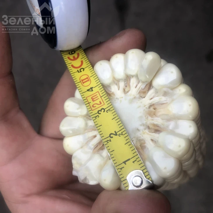 Айрон F1 / Ayron F1, 74 дня фото 8