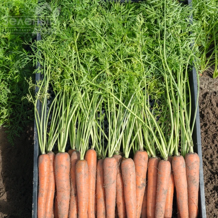 Ньюхол F1 / Newhall F1,117 дней фото 1