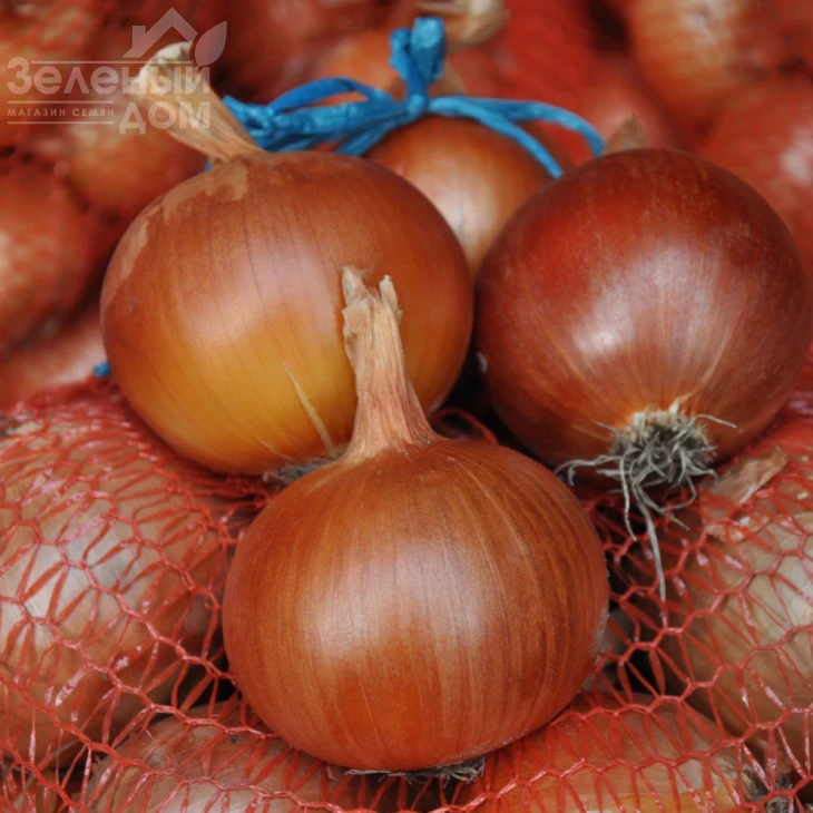 Хайденс F1 / Haydens F1, 125-130 дней фото 1