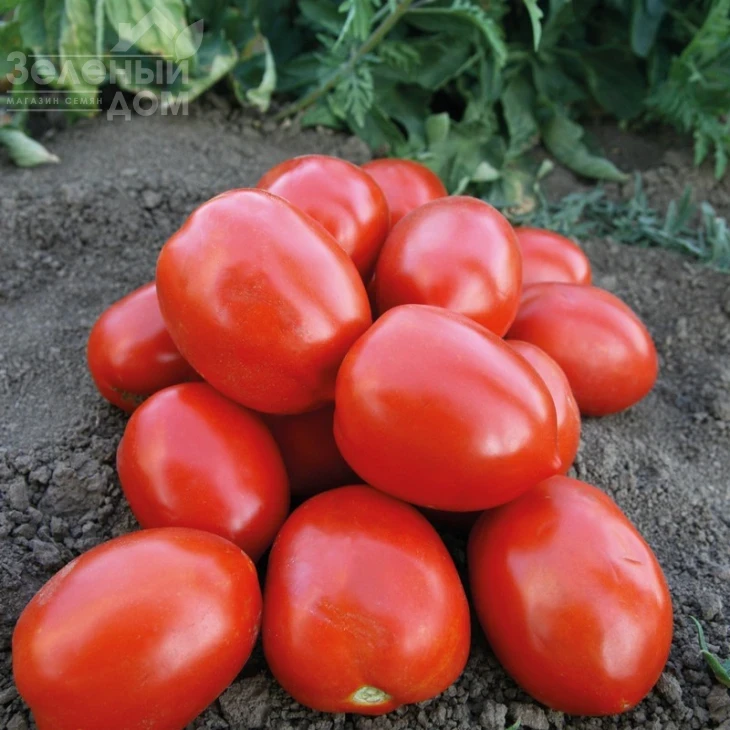 Морелия F1 / Morelia F1,100-105 дней фото 1