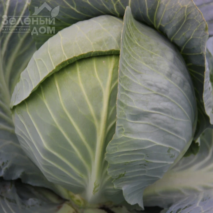 Гарантия F1 / Harantia F1,120-130 дней фото 2