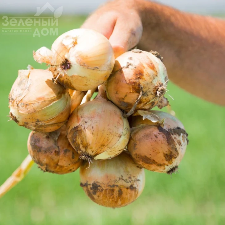 Вольф F1 / Wolf F1,260-280 дней фото 4