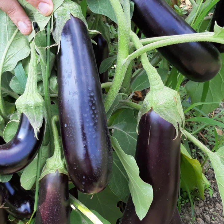 Караман F1 / Karaman F1, 65-70 дней фото 2