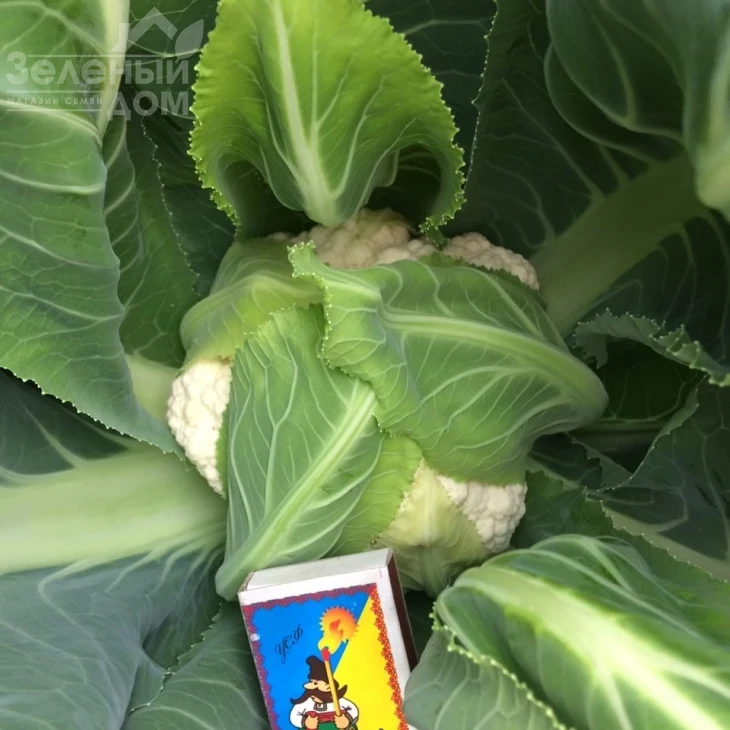 Софи (INX 1074) F1 / Sofi (INX 1074) F1, 75-80 дней фото 2