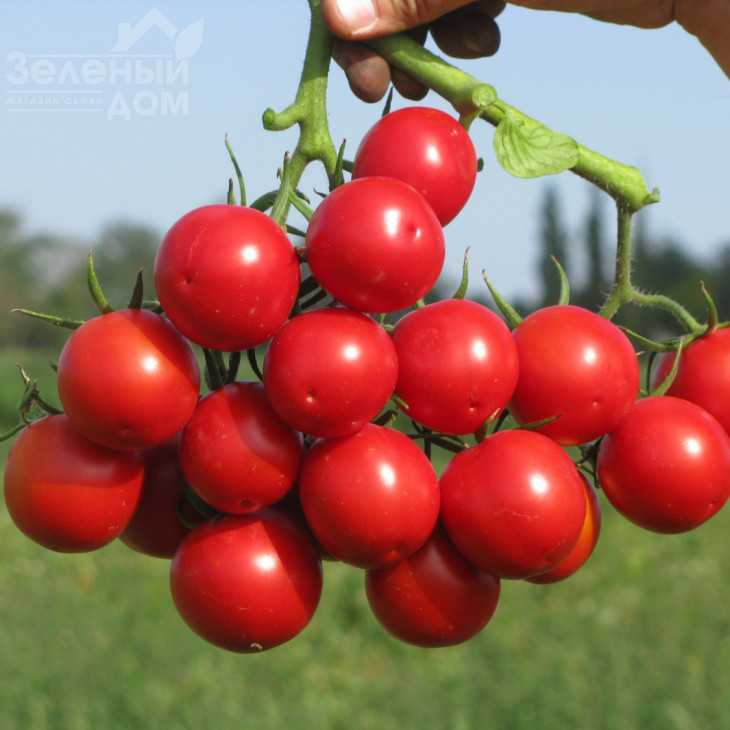 Руфус F1 / Rufus F1,101 -105 днів фото 1