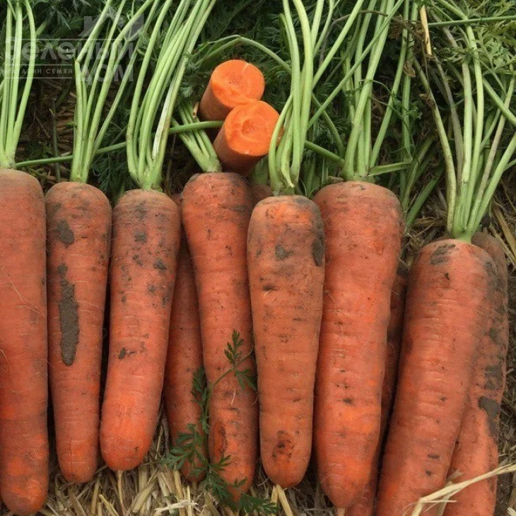 Мирафлорес F1 / Miraflores F1,115-120 дней фото 2