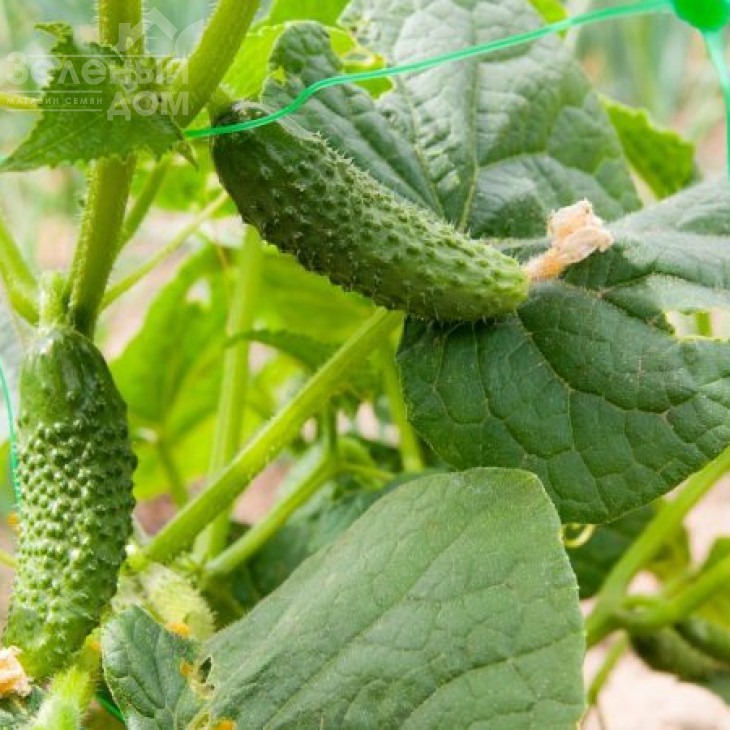 Меренга F1 / Merengue F1,38-40 днів фото 4