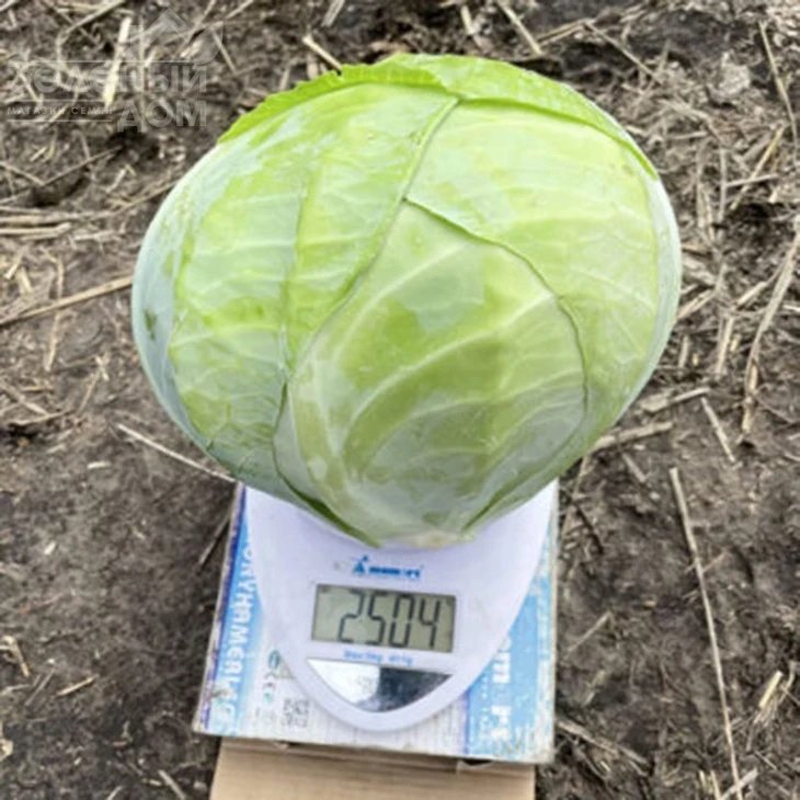 Орегон F1 / Oregon F1,100-110 дней фото 2